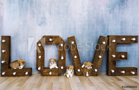 Picture of Lovely puppies in studio against the background of the word love Holiday of spring March 8